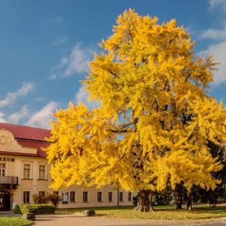 Oblastní muzeum v Děčíně